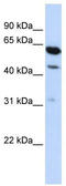 HEPACAM Family Member 2 antibody, TA335999, Origene, Western Blot image 