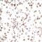CD357 antibody, A700-068, Bethyl Labs, Immunocytochemistry image 