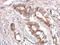 Luteinizing hormone receptor antibody, NBP2-53094, Novus Biologicals, Immunohistochemistry frozen image 