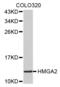 High mobility group protein HMGI-C antibody, MBS126564, MyBioSource, Western Blot image 