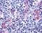 Purinergic Receptor P2Y11 antibody, NLS866, Novus Biologicals, Immunohistochemistry paraffin image 