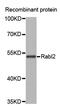 RAB, Member Of RAS Oncogene Family Like 2A antibody, PA5-76763, Invitrogen Antibodies, Western Blot image 