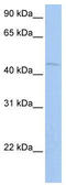 Zinc Finger And BTB Domain Containing 6 antibody, TA330126, Origene, Western Blot image 