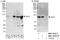 Exocyst Complex Component 1 antibody, NBP1-78752, Novus Biologicals, Immunoprecipitation image 