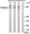 FAST Kinase Domains 2 antibody, TA315196, Origene, Western Blot image 