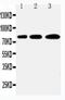 Polo Like Kinase 2 antibody, PA5-79832, Invitrogen Antibodies, Western Blot image 