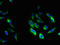 HCLS1 Associated Protein X-1 antibody, LS-C211853, Lifespan Biosciences, Immunofluorescence image 