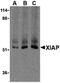 X-Linked Inhibitor Of Apoptosis antibody, orb86849, Biorbyt, Western Blot image 