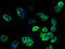 Ectonucleoside Triphosphate Diphosphohydrolase 3 antibody, A58946-100, Epigentek, Immunofluorescence image 