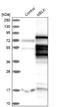Maternal Embryonic Leucine Zipper Kinase antibody, NBP1-83031, Novus Biologicals, Western Blot image 