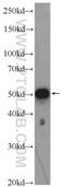 Zinc Finger Protein 689 antibody, 25573-1-AP, Proteintech Group, Western Blot image 