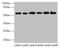 PHD Finger Protein 10 antibody, CSB-PA017898LA01HU, Cusabio, Western Blot image 