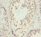 Sodium/hydrogen exchanger 6 antibody, LS-C676520, Lifespan Biosciences, Immunohistochemistry paraffin image 
