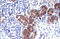 SRY-Box 18 antibody, ARP33056_P050, Aviva Systems Biology, Immunohistochemistry paraffin image 