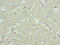 Storkhead Box 1 antibody, LS-C398846, Lifespan Biosciences, Immunohistochemistry paraffin image 