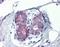 Forkhead Box L1 antibody, orb88678, Biorbyt, Immunohistochemistry paraffin image 