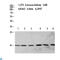 Histone H2B antibody, LS-C813874, Lifespan Biosciences, Western Blot image 