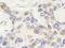 Zinc Finger Protein 592 antibody, A301-531A, Bethyl Labs, Immunohistochemistry frozen image 
