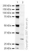 NAD(P)H Quinone Dehydrogenase 1 antibody, ab28947, Abcam, Western Blot image 