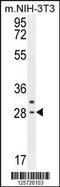 Claudin 22 antibody, 55-099, ProSci, Western Blot image 