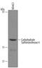 Carbohydrate sulfotransferase 4 antibody, PA5-47752, Invitrogen Antibodies, Western Blot image 