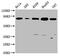 BCL2 Associated Athanogene 3 antibody, CSB-RA002531A0HU, Cusabio, Western Blot image 