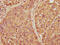 Alpha-1-Microglobulin/Bikunin Precursor antibody, CSB-PA001654YA01HU, Cusabio, Immunohistochemistry frozen image 