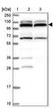 Ring Finger Protein 111 antibody, PA5-58449, Invitrogen Antibodies, Western Blot image 