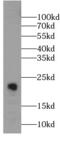 Canopy FGF Signaling Regulator 2 antibody, FNab01814, FineTest, Western Blot image 