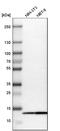 Cytochrome C Oxidase Subunit 6B1 antibody, HPA004192, Atlas Antibodies, Western Blot image 