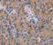 Nitrilase 1 antibody, MBS2524380, MyBioSource, Immunohistochemistry frozen image 