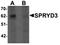 SPRY Domain Containing 3 antibody, orb75635, Biorbyt, Western Blot image 