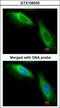 Eukaryotic Translation Elongation Factor 1 Beta 2 antibody, GTX106535, GeneTex, Immunofluorescence image 
