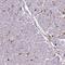 Calvasculin antibody, HPA007973, Atlas Antibodies, Immunohistochemistry frozen image 