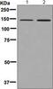 POLG antibody, ab128899, Abcam, Western Blot image 
