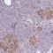 Cripto, FRL-1, Cryptic Family 1 antibody, HPA041773, Atlas Antibodies, Immunohistochemistry frozen image 