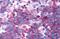 CD294 antibody, MBS243798, MyBioSource, Immunohistochemistry paraffin image 