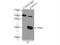 Protein canopy homolog 3 antibody, 15215-1-AP, Proteintech Group, Immunoprecipitation image 