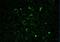 Rac Family Small GTPase 1 antibody, NB100-91266, Novus Biologicals, Immunofluorescence image 