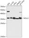 Nucleolar Protein 12 antibody, 15-471, ProSci, Western Blot image 