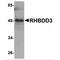 Rhomboid domain-containing protein 3 antibody, MBS150595, MyBioSource, Western Blot image 