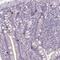 RUN Domain Containing 3B antibody, NBP2-31661, Novus Biologicals, Immunohistochemistry frozen image 