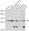 Major Intrinsic Protein Of Lens Fiber antibody, GTX54297, GeneTex, Western Blot image 