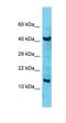 COBW Domain Containing 3 antibody, orb326882, Biorbyt, Western Blot image 