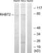 Rho-related BTB domain-containing protein 2 antibody, LS-B10001, Lifespan Biosciences, Western Blot image 