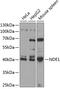 NudE Neurodevelopment Protein 1 antibody, 15-393, ProSci, Western Blot image 