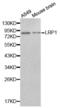 LDL Receptor Related Protein 1 antibody, abx001238, Abbexa, Western Blot image 