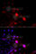 Damage Specific DNA Binding Protein 2 antibody, A1848, ABclonal Technology, Immunofluorescence image 