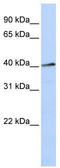 Forkhead Box L1 antibody, TA329391, Origene, Western Blot image 