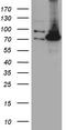 Propionyl-CoA Carboxylase Subunit Alpha antibody, CF811046, Origene, Western Blot image 